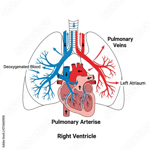 Diagram of Human Heart and Pulmonary Circulation A Visual Guide to Blood Flow