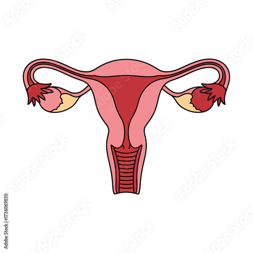 An Illustration of the Female Reproductive System Depicted with Anatomical Accuracy