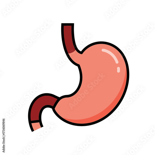Human Stomach Illustration Anatomical Representation of the Digestive Organ
