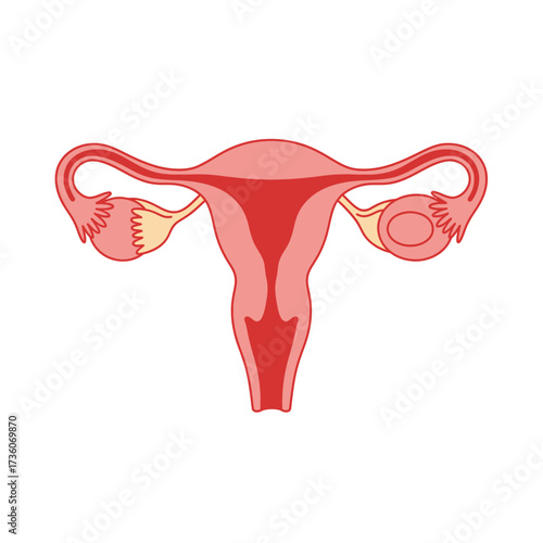 Anatomical Illustration of the Female Reproductive System Uterus and Ovaries