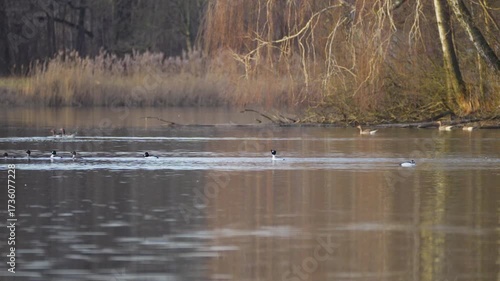 birds Common goldeneye on the lake in spring