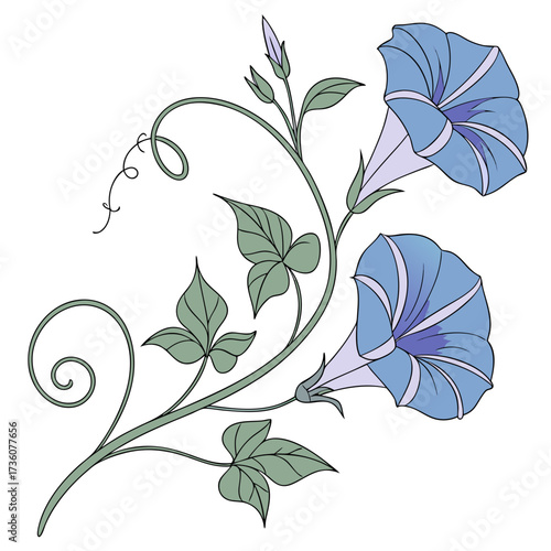 Delicate blue morning glory flowers with green leaves and tendrils on a white background elegant floral illustration