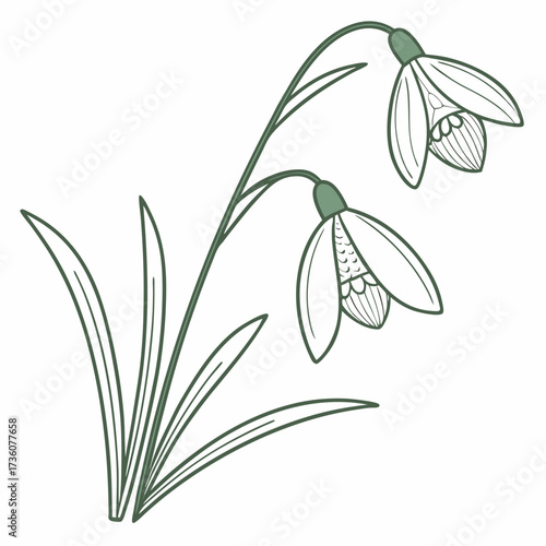 Delicate green line art illustration of two snowdrop flowers with long slender leaves on a white background