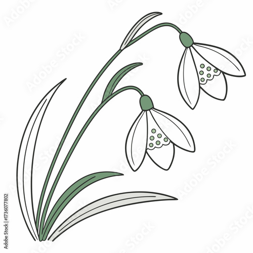 Delicate illustration of two white snowdrop flowers with green stems and leaves on a white background