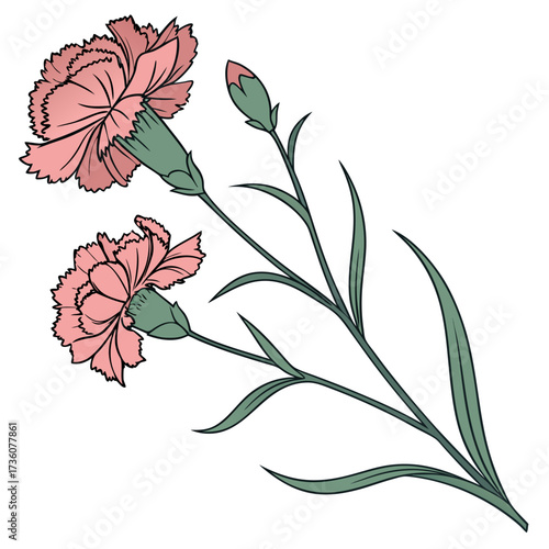 Delicate pink carnation flowers and buds with green leaves and stems on a white background