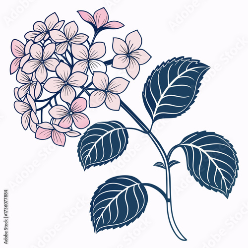 Delicate pink hydrangea flowers with dark blue leaves and stems on a clean white background