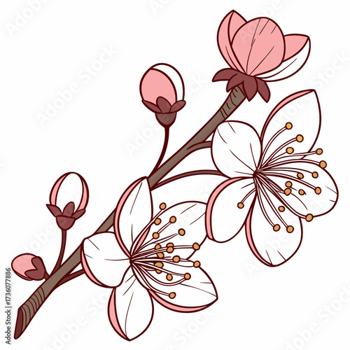 Delicate pink cherry blossom flowers and buds blooming on a brown branch against a clean white background