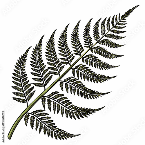 Detailed illustration of a single green fern frond with intricate dark green leaves on a white background