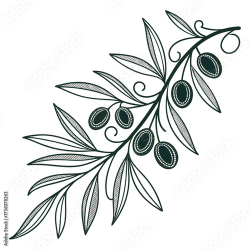 Elegant hand drawn olive branch with dark green olives and detailed leaves on a white background