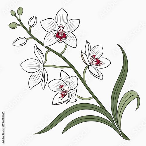 Elegant white orchid flowers with delicate red centers and green leaves on a white background