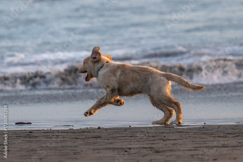 Young Golden Retriever playing on the beach