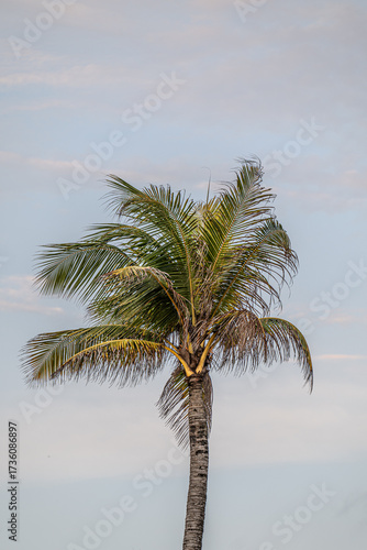Palm tree on the beach in Canggu