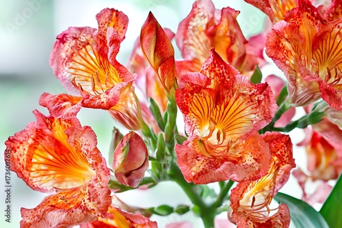 Vibrant Orange and Red Flowers with Intricate Petals Displaying Natural Beauty and Grace