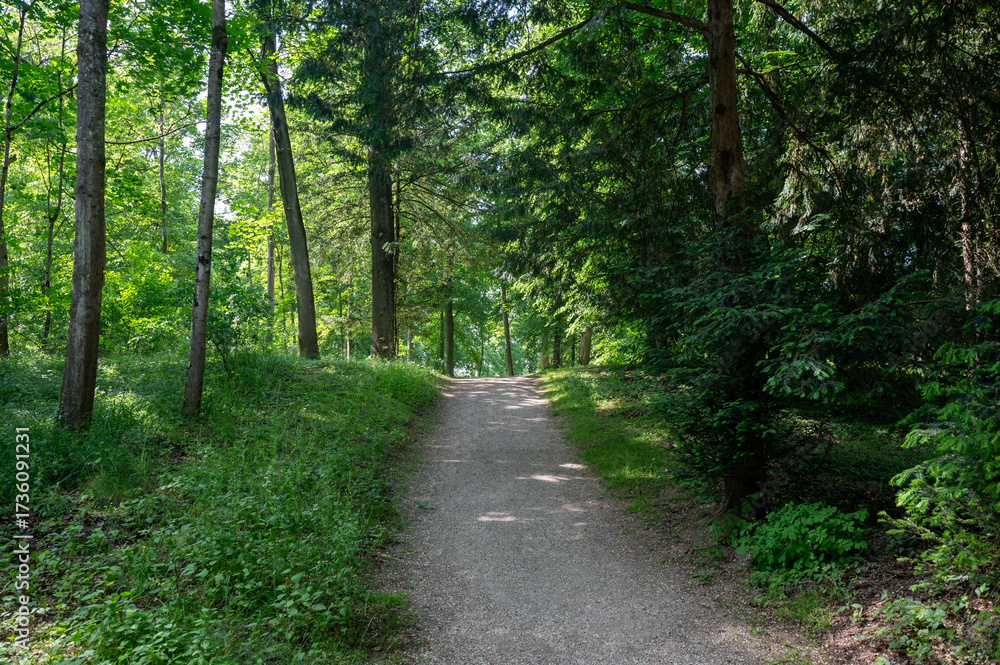 Fototapeta premium Dirt road through a green forest