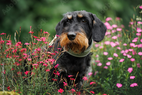 wire haired dachshund dog portrait in the park with blooming flowers