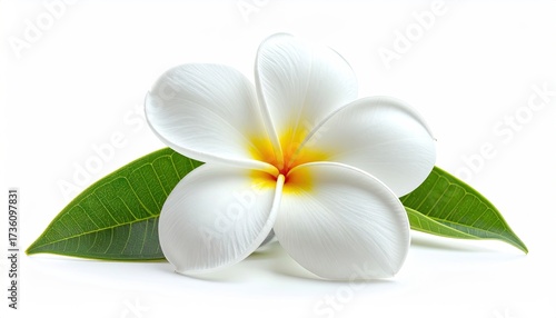 Floral Frame Made of Pink Flower Garland in Bright Studio Lighting Creates a Soft Romantic Effect with a Decorative White Background Optimized for Adobe Stock