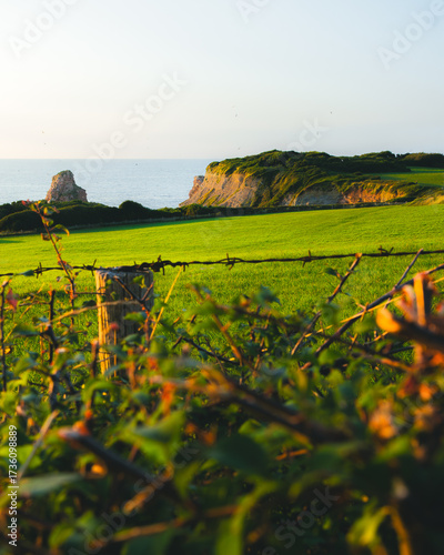 sunset over the field