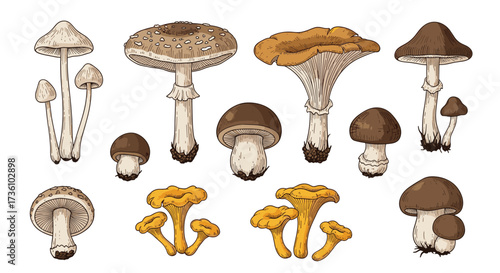 A diverse collection of various edible and inedible mushrooms illustrated in detail.