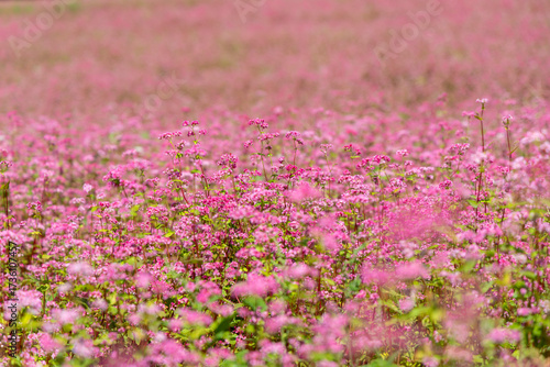 森のふもとに広がる赤そばの花畑と優しいピンクのじゅうたん