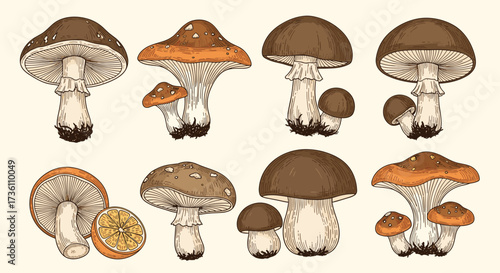 A collection of various types of wild mushrooms with different shapes and colors.