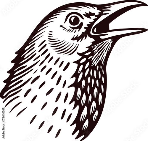 Hand drawn illustration of a singing bird head in vintage engraving on white background