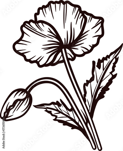 Detailed botanical illustration of poppy flower with bud and leaves in vintage engraved