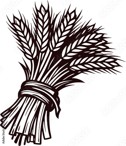 Hand drawn bundle of wheat ears tied together vintage engraved cereal illustration isolated on white background