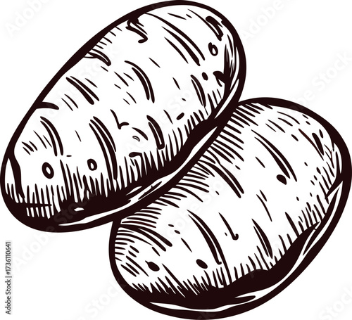 Vintage hand drawn illustration of two whole potatoes, detailed sketch style, isolated on white background