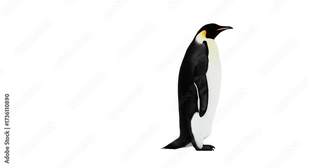 Fototapeta premium Penguin with transparent png background