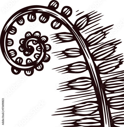 fiddlehead fern unfurling in vintage engraved sketch on white background