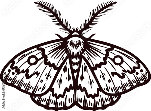 detailed hand drawn illustration of a moth with intricate wings and feathery antennae in vintage etched