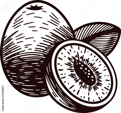 Hand drawn kiwi fruit illustration with whole and sliced half vintage botanical engraving in monochrome