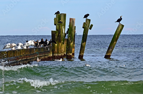Ustka, Słupsk county, Pomorze, Pomerania, Poland, Europe : Ustka - holiday resort on Baltic Sea Coast, Slovincian Coast, European herring gulls and Cormorants on wooden breakwater, September