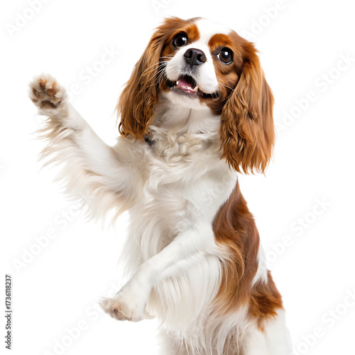 A cavalier king charles spaniel standing up on its hind legs with its paw raised on a black background