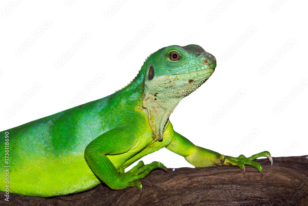 Fototapeta premium Fiji iguana closeup on branch, fiji iguana side view on branch