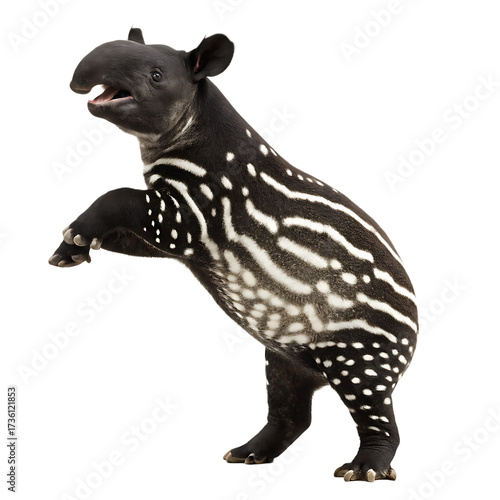 A young malayan tapir standing on its hind legs with its mouth open against a black background