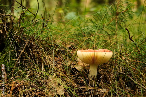 Grzybek