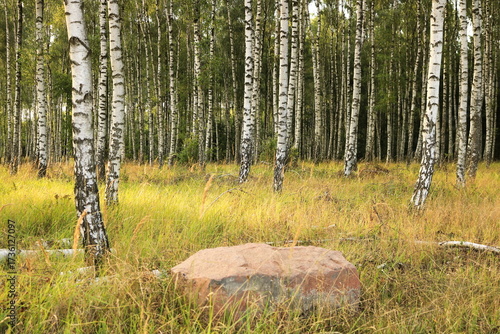 Zagajnik brzozowy