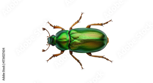 Fotografie Isolated Emerald Green Beetle, Scarab Insect