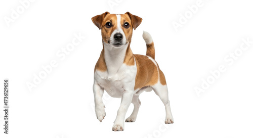 Foto Isolated Jack Russell terrier dog stands attentively, awaiting a command with cu