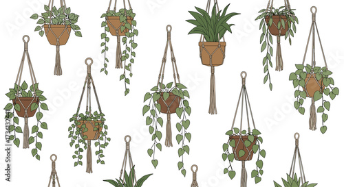 A collection of hanging potted plants in macrame hangers.
