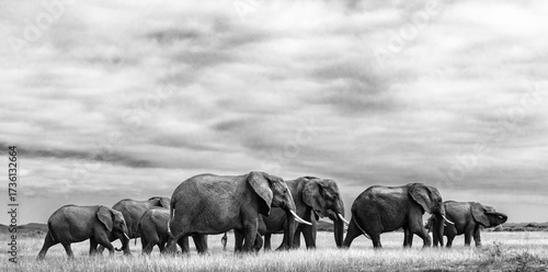 Canvas Print Family of Elephants Landscape