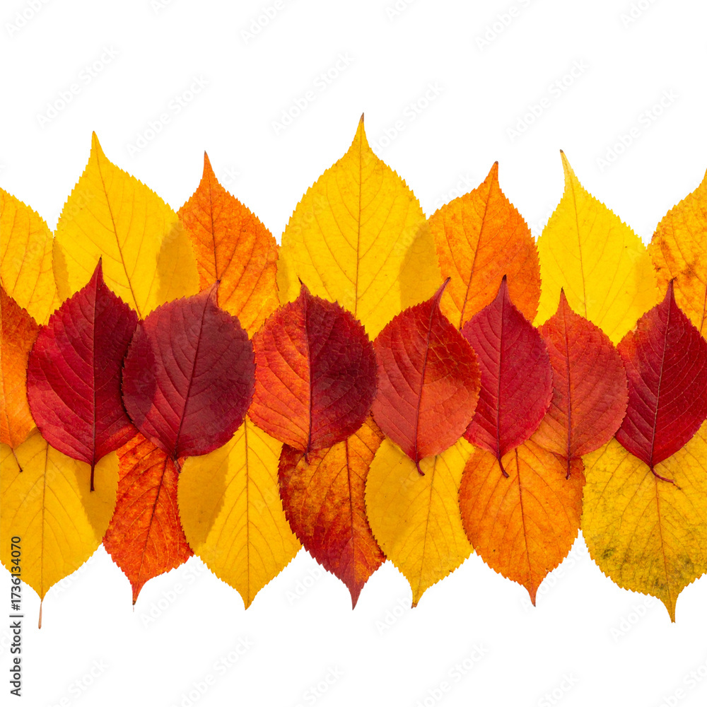Fototapeta premium Horizontal Autumn Leaf Border with Golden and Red Foliage, Isolated PN