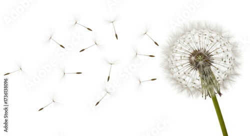 Isolated Dandelion Flower with Seeds Blowing Away, Macro Shot, Botanical Beauty, Nature's Charm