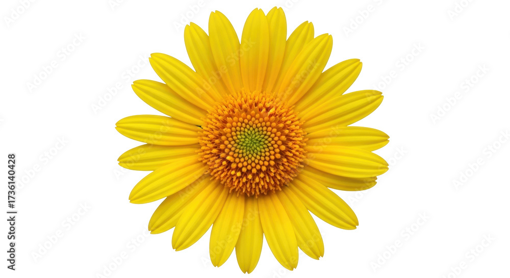 Fototapeta premium Isolated yellow flower on clean backdrop, vibrant floral beauty, natural, spring season