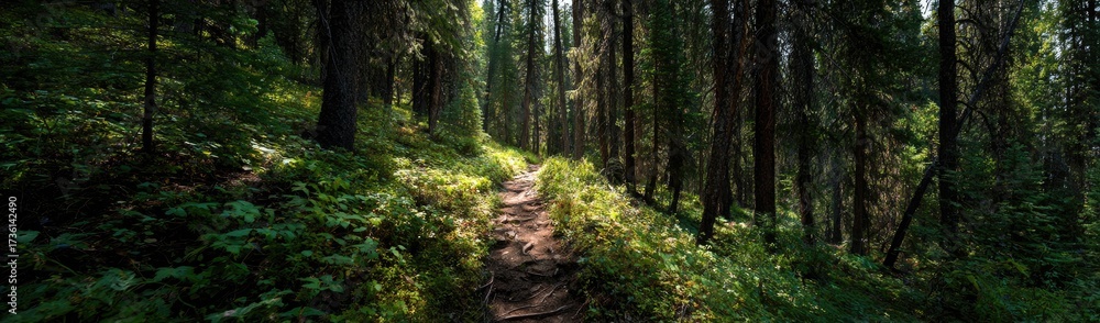 Obraz premium Sun-dappled forest path winding through lush greenery