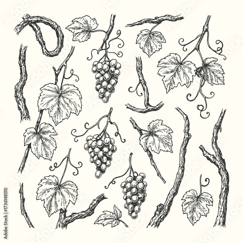 Engraving of grapevine branches with leaves and fruit clusters, rustic botanical vineyard illustration.