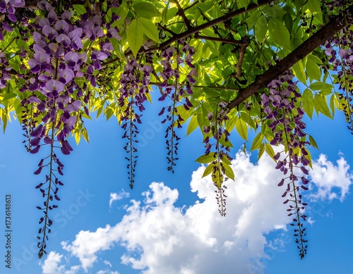 Purple Wisteria Blossoms Against a Blue Sky.