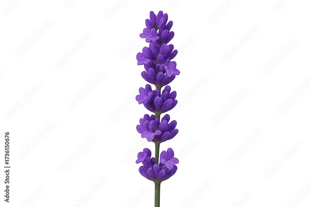 Obraz premium Single lavender purple flower stalk with blooming blossoms, fresh aromatherapy plant on transparent background