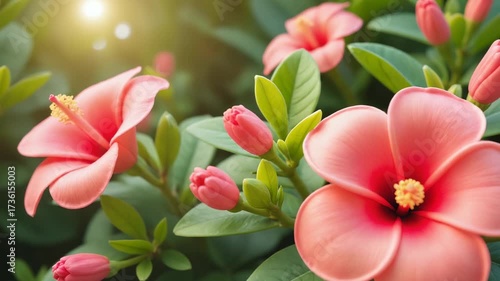 Blooming Coral Hibiscus Flowers in Garden – Gentle Movement with Sunlight Effects for Nature Documentaries, Wellness Videos, and Tropical Content